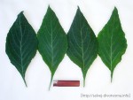 listy mohou při dobrých podmínkách dorůst i do této velikosti
