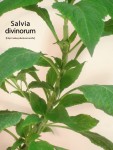 Wallpaper Salvia divinorum