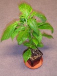 Mate�n� Salvia divonorum