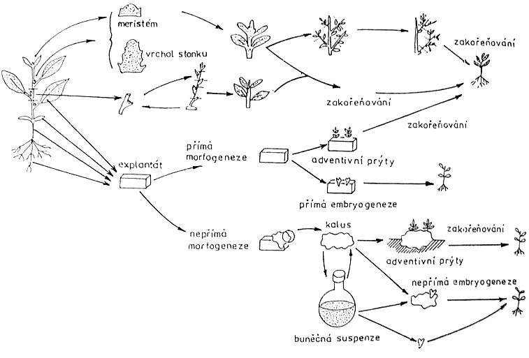 Mikropropagace rostlin (George & Sherrington, 1984)