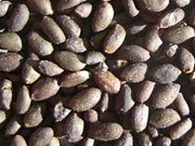 Semena Šalvěje divotvorné jsou velmi vzácná a mají minimální klíčivost.